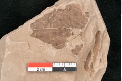 Foto (Detailansicht) von Rhytisma feroniae Ettingshausen (NHMW-GEO-2024-0188-6387)